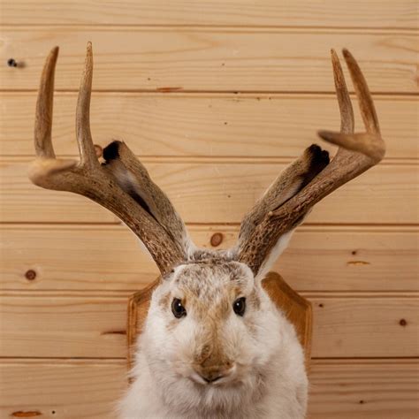 Excellent Jackalope With Whitetail Deer Antlers Taxidermy Shoulder Mou