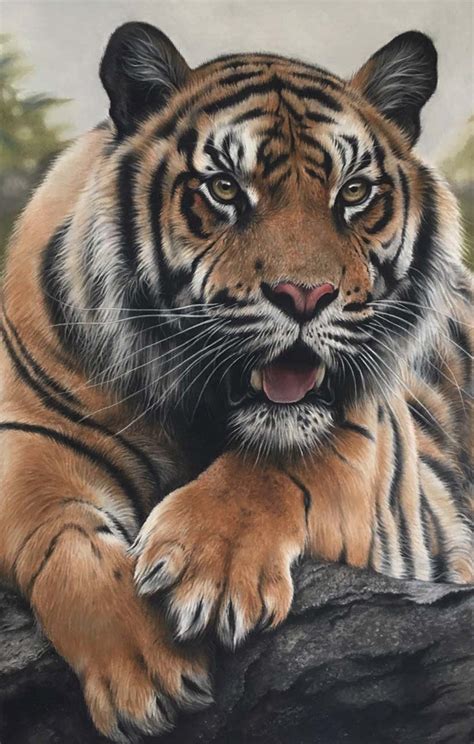 Tiger Pencil Art Drawing