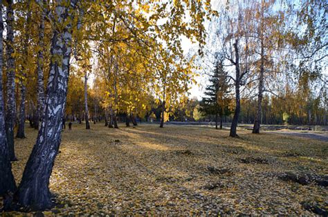 Autumn In The City Park Named After The 30th Anniversary Of The