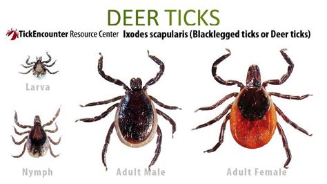 The Spread Of Lyme Disease In The Northeast Ticks Human Health