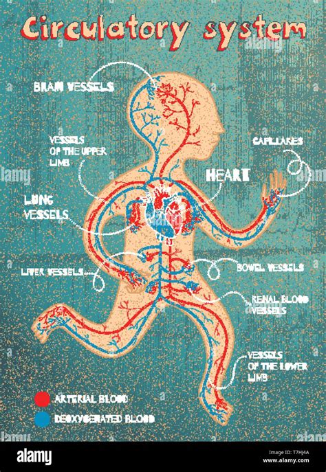 Human Circulatory System For Kids Vector Color Cartoon Illustration