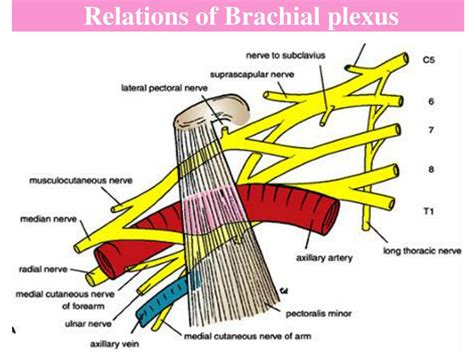Ppt Brachial Plexus Powerpoint Presentation Free Download Id3026841
