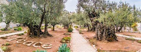 With the help of coupons, gardening and bartering i am able to squeeze the most out of our grocery. The Ancient Olive Trees in the Garden of Gethsemane ...