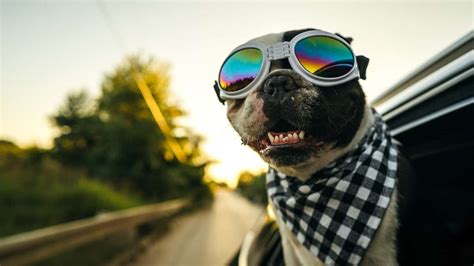 Why Should Dogs Wear Goggles