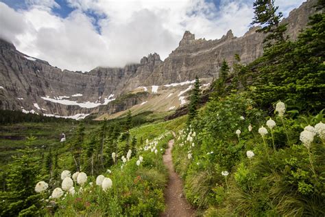 Best Time To See Glacier National Park Wildflowers In Glacier National