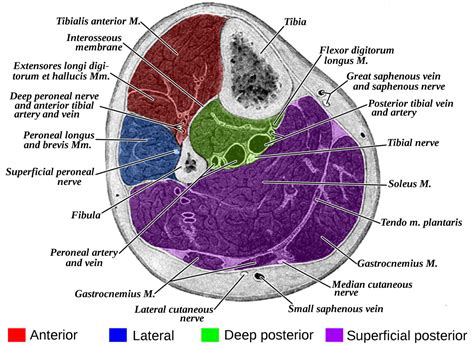 Anterior Posterior Compartments Of Leg Lopisourcing