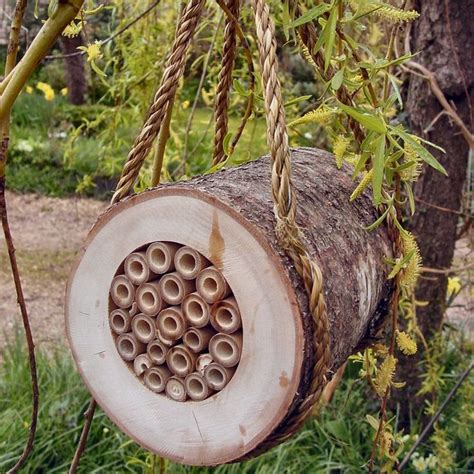 These creatures like sylvan environments, as they like to burrow tunnels inside wood to set up a nest. Pin by Greene Construction on Enjoy the Outdoors! | Pinterest