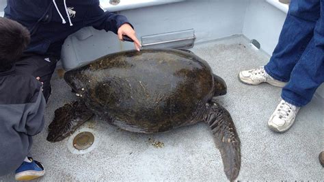Fisherman Catches Endangered Pacific Green Sea Turtle Off Coast Of San