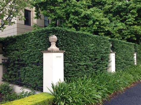 They filter noise and dust and serve as a breeding and habitat for many. Leighton Green Hedging Cypress - Hello Hello Plants ...