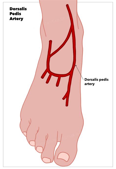Anatomy Bony Pelvis And Lower Limb Foot Dorsalis Pedis Artery Article
