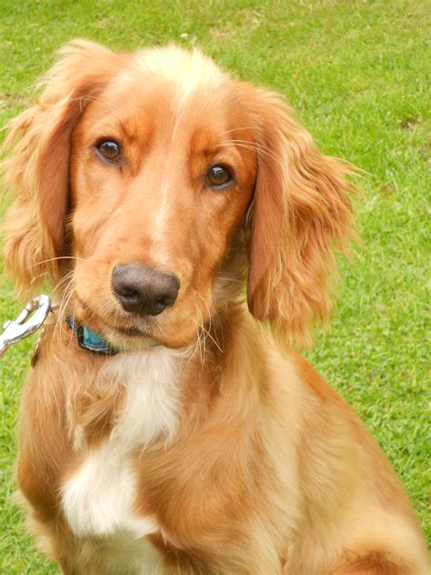 Each item is handmade by us in our workshop in gloucestershire, we hand roll, stamp and cut each item. Ross, our working cocker spaniel pup, aged 5 months. Love ...