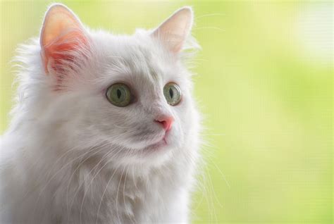 Turkish Angora Cat Breed Information And Complete Guide