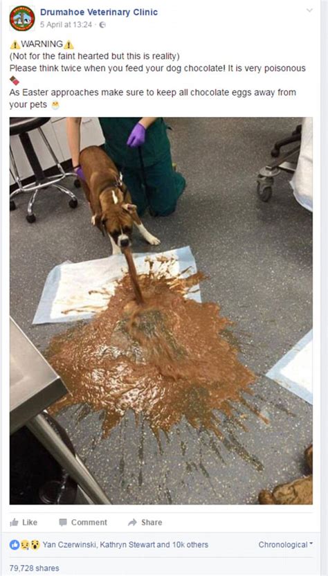 Drumahoe Vets Shares Dog Vomiting After Eating Chocolate Daily Mail