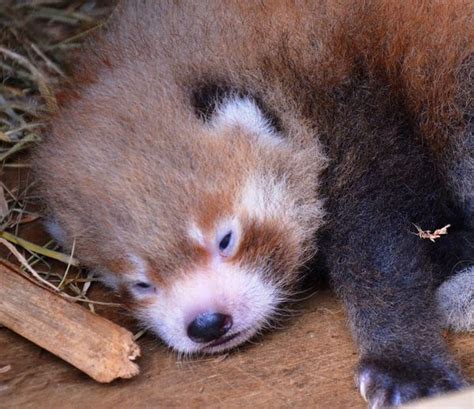 Picture Of Red Panda 40 Baby Panda Photos Nawpic