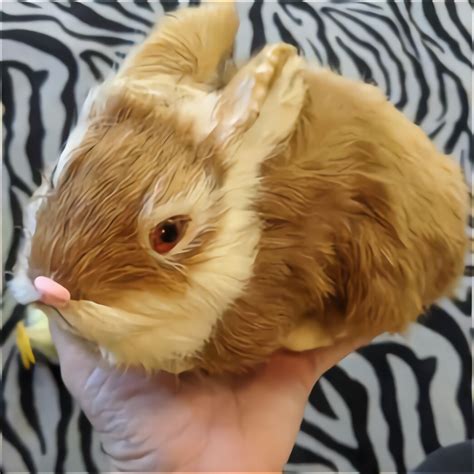 Netherland Dwarf Rabbit For Sale 26 Ads For Used Netherland Dwarf Rabbits