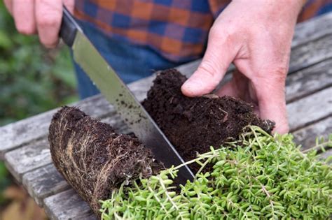Sedum Stonecrop Grow And Care Guide Bbc Gardeners World Magazine