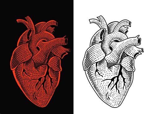 Anatomical Heart Vector Art Icons And Graphics For Free Download