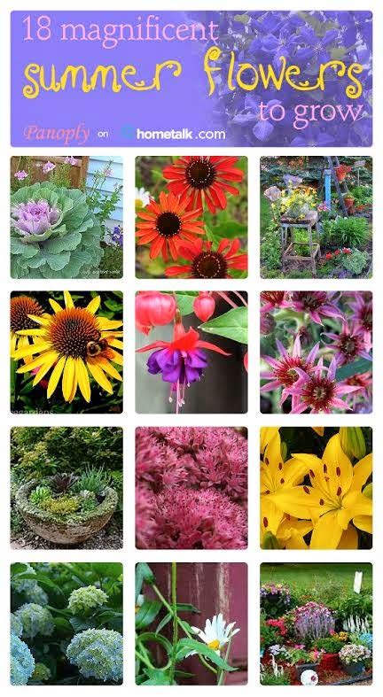 Panoply Magnificent Summer Flowers To Grow