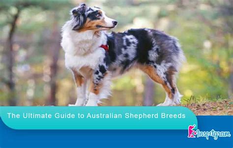 The Ultimate Guide To Australian Shepherd Breeds Inspetgram