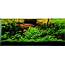 The Key To A Successful Planted Fish Tank Aquarium – Tropical Site