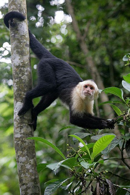 White Faced Capuchin Monkey Hanging By Its Tail On A Tree Trunk In The