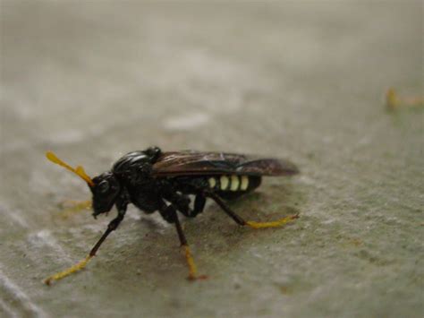 Black Wasp Like Insect Flickr Photo Sharing