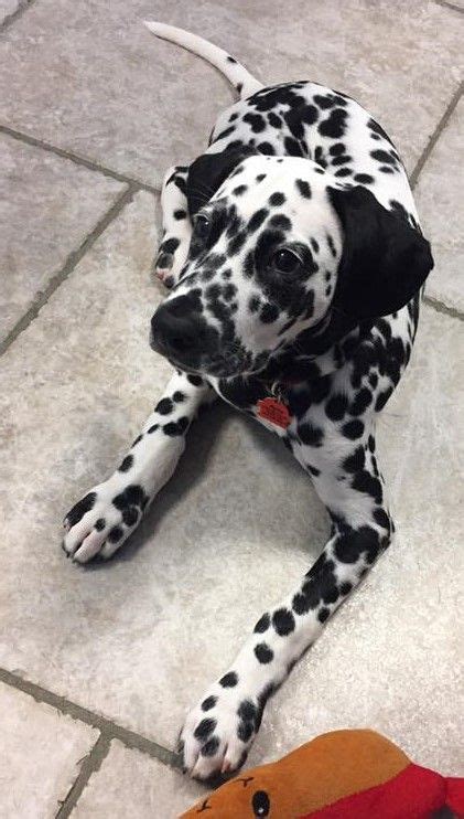 So Many Spots ️ This Looks Like My Shanie Dalmatian Dogs Cute