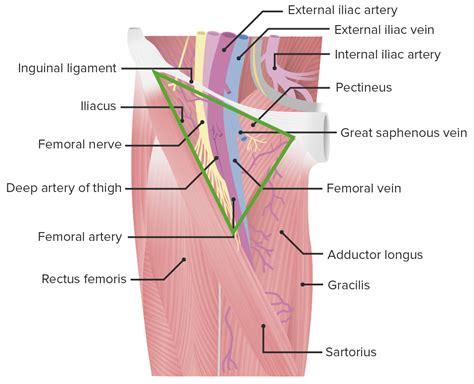Femoral Region And Hernias Anatomy Lecturio Medical