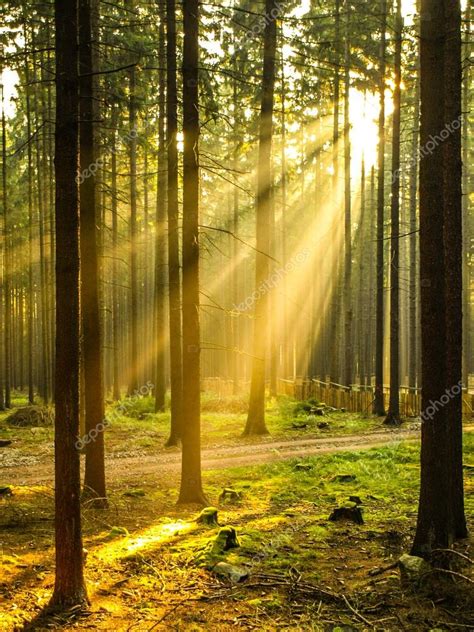 Sun Rays Shining Through Forest Stock Photo By ©pyty 106454172