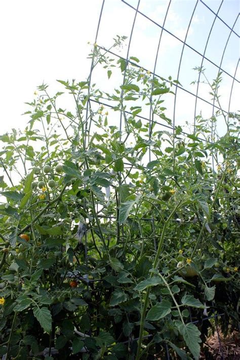 5 Terrific Tomato Trellis Ideas For Easy Harvesting Tomato Trellis