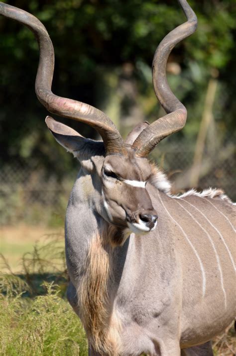 Greater Kudu Free Stock Photo Public Domain Pictures