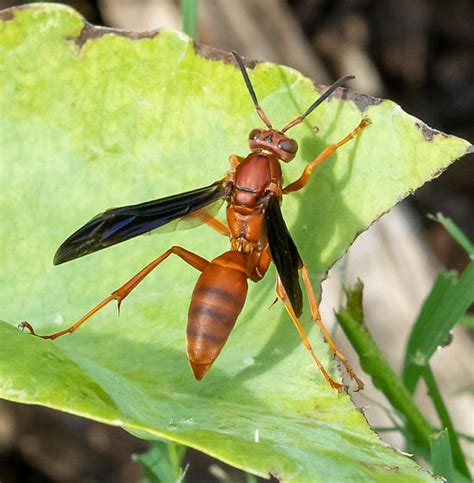 Fine Backed Red Paper Wasp Polistes Carolina Bugguidenet