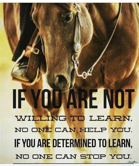 24 Inspirational Quotes With Horse Images Swan Quote