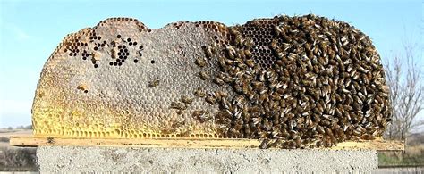 There are several advantages to a top bar hive. Tanzanian Horizontal Top Bar Hive, from Michael Bush of ...