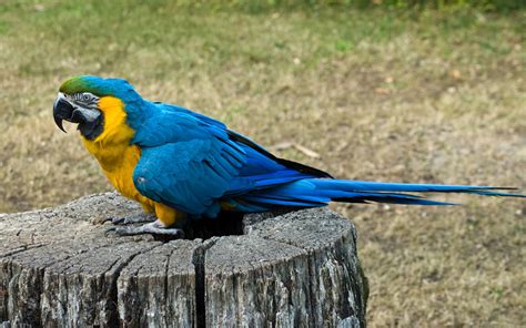 100 Great Parrot Name Ideas For Macaws And More Pethelpful