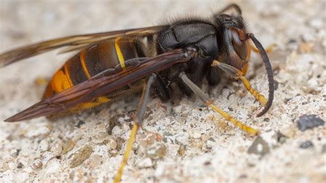 Hoornaars wesp | deze enorme wesp heeft een indrukwekkend voorkomen met z'n 3,5 cm lengte. Campagne nodig: zo herken je de Aziatische hoornaar | RTL ...