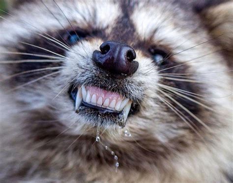 Zombie Like Raccoons Believed To Be Infected With Distemper In