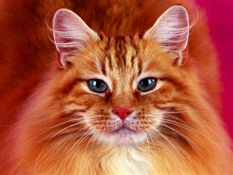 30 Norwegian Forest Cat Wallpapers Hd Download Free Backgrounds