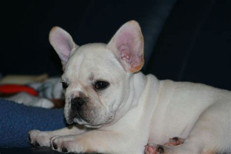 Find local french bulldog puppies for sale and dogs for adoption near you. Cream French Bulldog puppy | Carol | Flickr