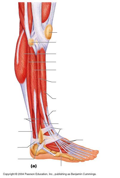 Muscles Of Right Leg Label Lateral View Diagram Quizlet