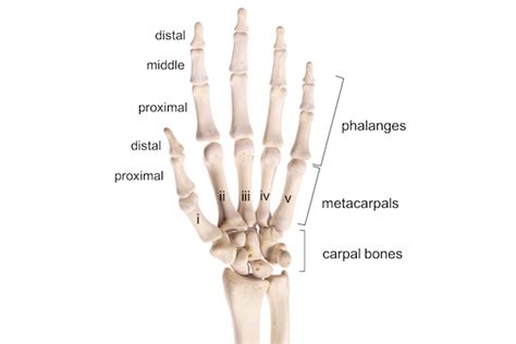 Phalanges Definition Anatomy Anatomical Charts And Posters