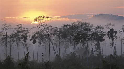 Peru Rainforest Sunset Sunrise Mist Forest Amazon Wallpapers Hd