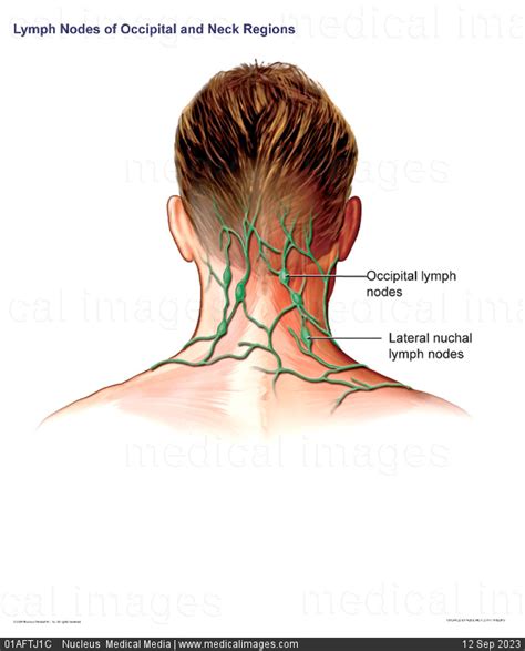 Stock Image Illustration Of The Lymph Nodes In The Occipital Region Back Of The Head And Neck
