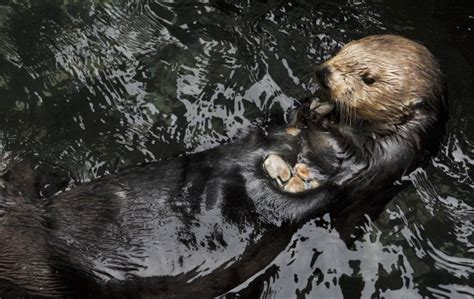 Remembering A Significant Otter She Helped Save Her Species