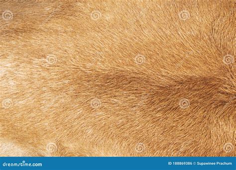 Cow S Fur Texture Of A Brown Cow Stock Photo Image Of Rural Brown