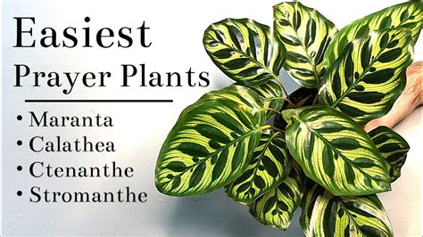 Easiest Prayer Plants To Grow Indoors Youtube