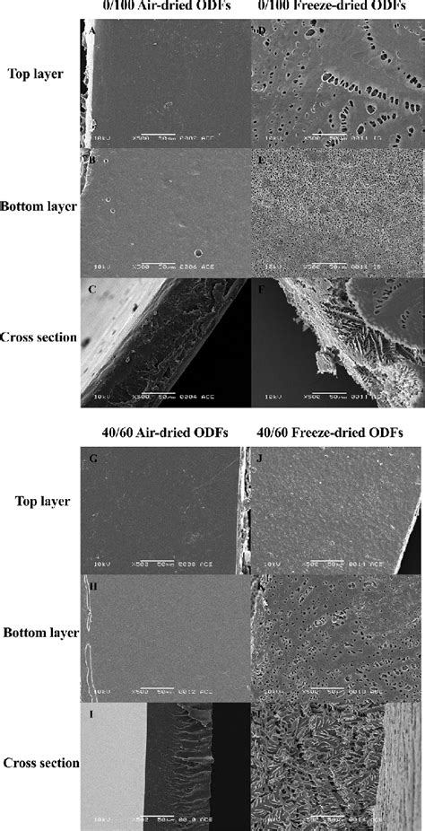 Sem Micrographs Of Trehalosepullulan Based Odfs 0100 Air Dried Odfs