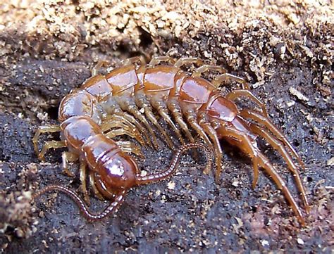 Stone Centipede Lithobius Forficatus Bugguidenet