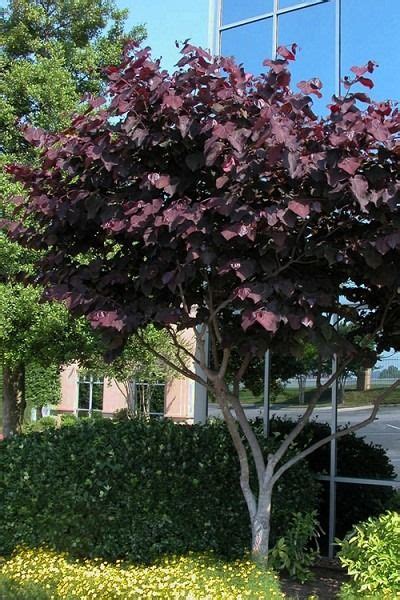 Check spelling or type a new query. Wilson Bros Gardens 7 hrs · The Purple Leaf Merlot Redbud ...