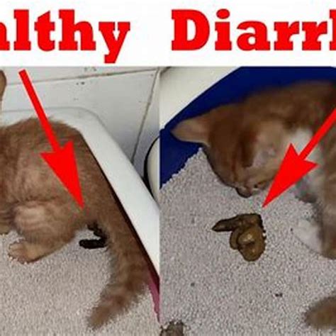 Should I Be Worried If My Cat Has Diarrhea Diy Seattle